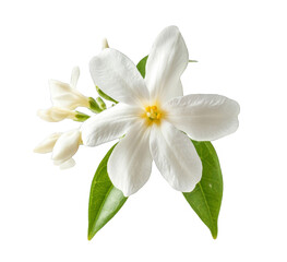 Obraz premium White Jasmine Flower with Green Leaves on Black Background