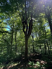 sun rays in the forest