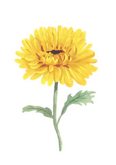 orange chrysanthemum flower