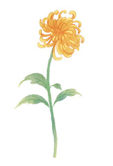 orange chrysanthemum flower