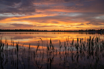 Evening landscape of Florida wetland flora. Lake water in southern tropical swamp at sunset