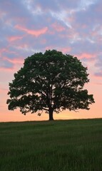 Fototapeta premium Silhouette of a Tree at Sunset