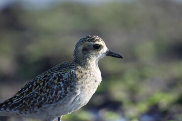 Pacific golden plover closeup. Bird closeup.