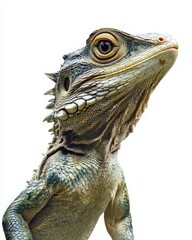 Obraz premium A close-up of a captivating lizard showcasing intricate details of its scales and vibrant eyes against a clean background.
