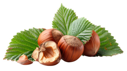 Chestnut on transparent background