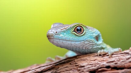 Obraz premium Beautiful close-up of a turquoise lizard resting on a branch, showcasing intricate details and vibrant colors in nature.