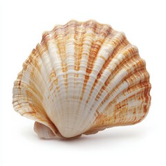 Obraz premium Beautiful scallop shell with intricate lines and warm colors, perfect for coastal decor or marine-themed projects.