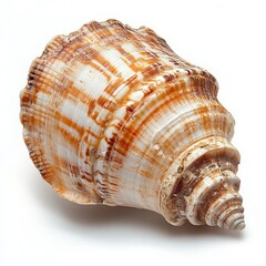 Beautiful seashell intricate patterns, perfect coastal decor marine-themed projects.