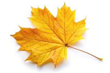 Fototapeta premium Yellow autumn maple leaf isolated on white background in worm s eye view, maple leaf, white background, worm's eye view, isolated