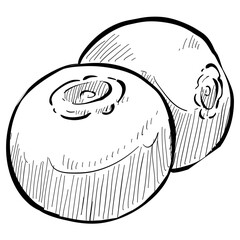 blueberry handdrawn illustration