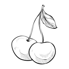 cherry handdrawn illustration