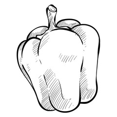 paprika handdrawn illustration