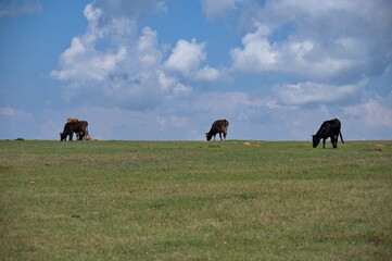 Herd of cows grazing in Kyrgyzstan plain