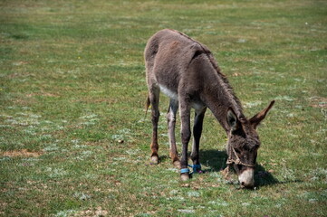Donkey grazing in Kyrgyzstan plain