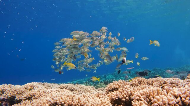 Snapper and emperor fishes schooling above corals on an Indian Ocean reef