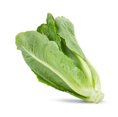Fresh green cos lettuce isolated on transparent png
