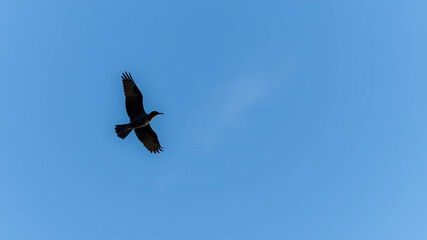 UNDERSIDE OF tui NZ BIRD FLYING PHOTO SYMMETRICAL SKY FROM BELOW