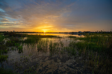 Tropical lake vegetation in southern swamp at sunset. Evening landscape of Florida wetland flora