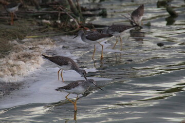 Sandpipers In Lake, Elk Island National Park, Alberta