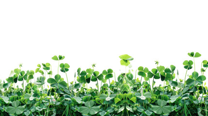 Green clover field on transparent background