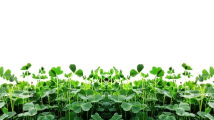 Green clover field on transparent background