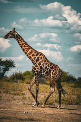 giraffe in the savannah