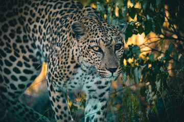 leopard on tree