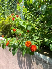 red and yellow flowers