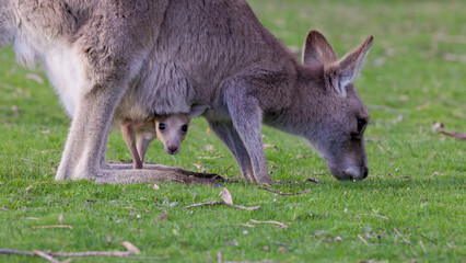 eastern grey kangaroo joey watching from its mothers pouch