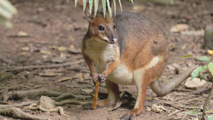 close front view of a red-legged pademelon eating at a rainforest