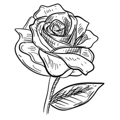 roses handdrawn illustration