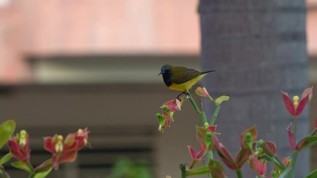 Male garden sunbird (cinnyris jugularis) with iridescent plumage, perched on the stem, feeding on the nectar of a euphorbia flowering plant, close up shot capturing the beauty of flora and fauna.