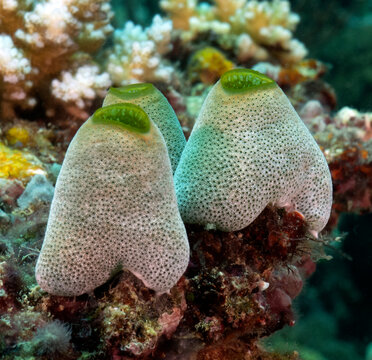 Robust sea squirts in a shallow reef Boracay Island Philippines