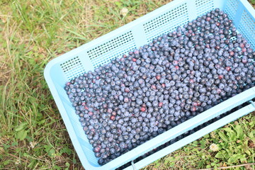 北海道千歳市で収穫されるブルーベリー