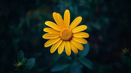 Obraz premium A vibrant yellow flower blooms in a lush green garden during a sunny day