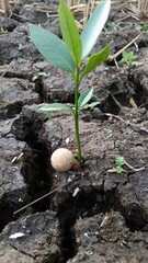 sebuah biji bulat tumbuh tunas di tanah kering retak