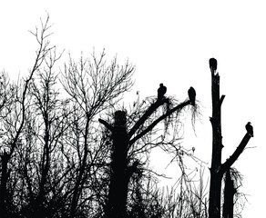 Silhouettes of bare trees with branches isolated on white. Vector illustration
