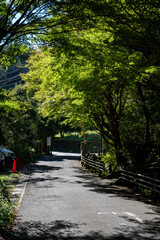 鎌倉2409　瑞泉寺1　木漏れ日