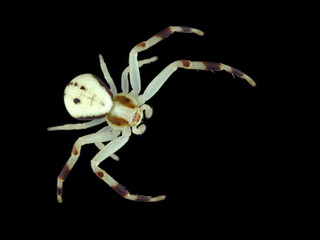 P8180050 male goldenrod crab spider, Misumena vatia, darkfield, cECP 2024