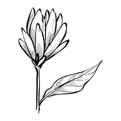 magnolia flower handdrawn illustration