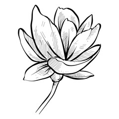 magnolia flower handdrawn illustration