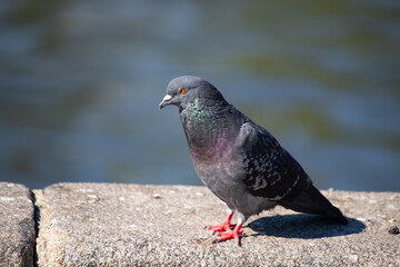 A pigeon is standing on a ledge near a body of water