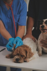 At a modern veterinary clinic, a Panshi Tzu puppy sits on an examination table. Meanwhile, a female...