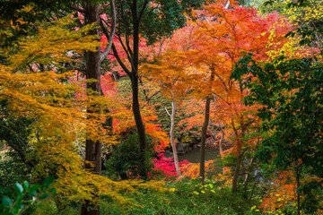 日本の風景・秋　東京都文京区　紅葉の六義園