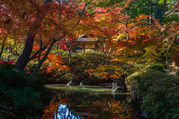 日本の風景・秋　東京都文京区　紅葉の六義園