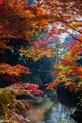 日本の風景・秋　東京都文京区　紅葉の六義園