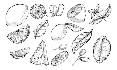 lemon handdrawn collection