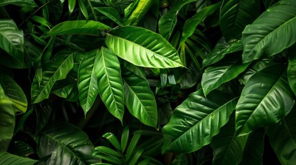 beautiful tropical leaves in green color closeup