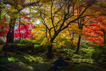 日本の風景・秋　東京都文京区　紅葉の六義園