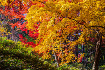 日本の風景・秋　東京都文京区　紅葉の六義園